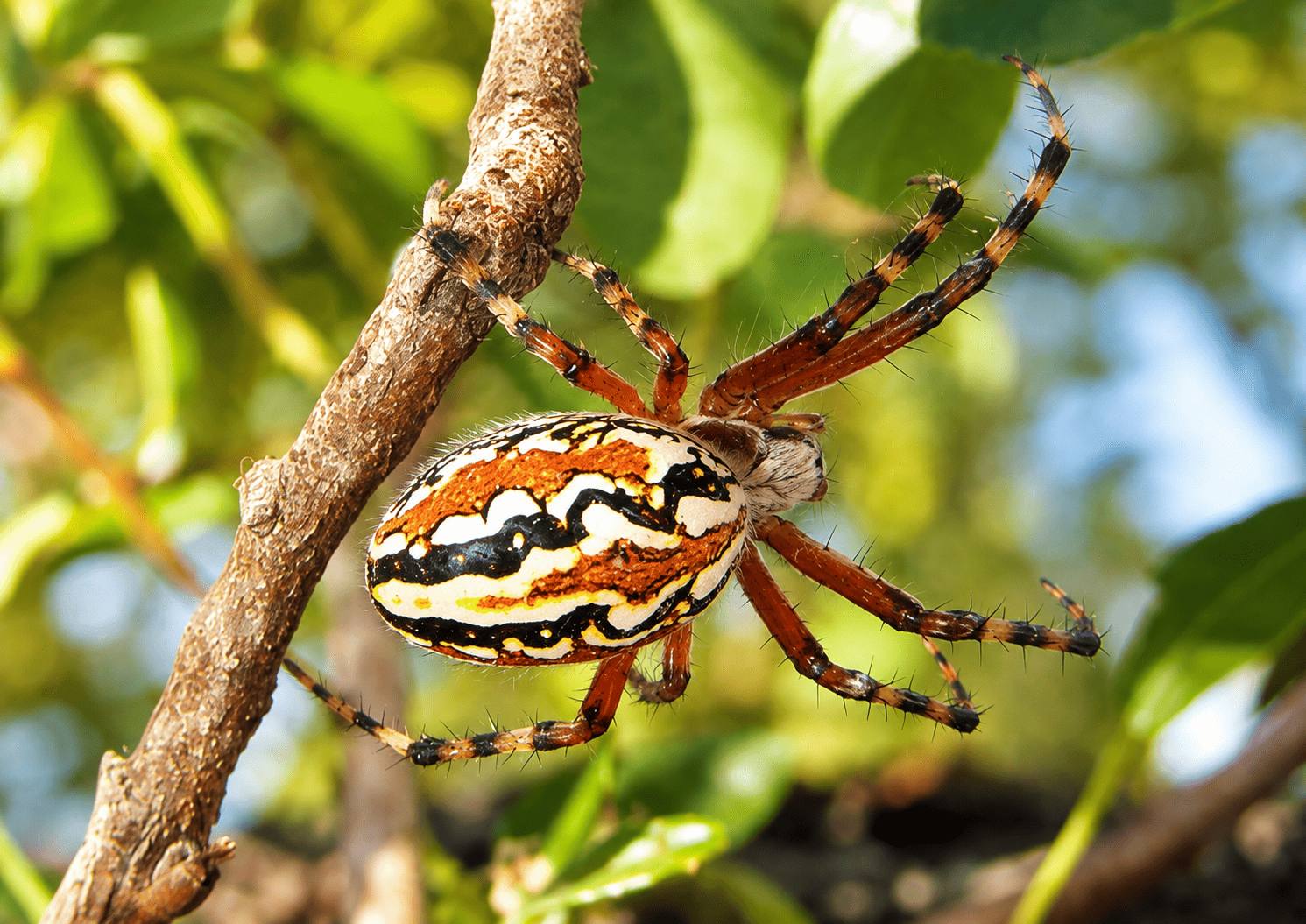 O que vive no pomar de sequeiro? Saída de campo na Nave do Barão